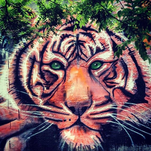 1405-SA-Bushwick-Lion-spagnola/