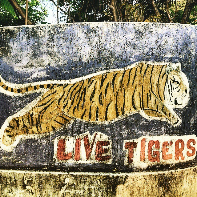 1505-PL-Cancun-Live_Tigers