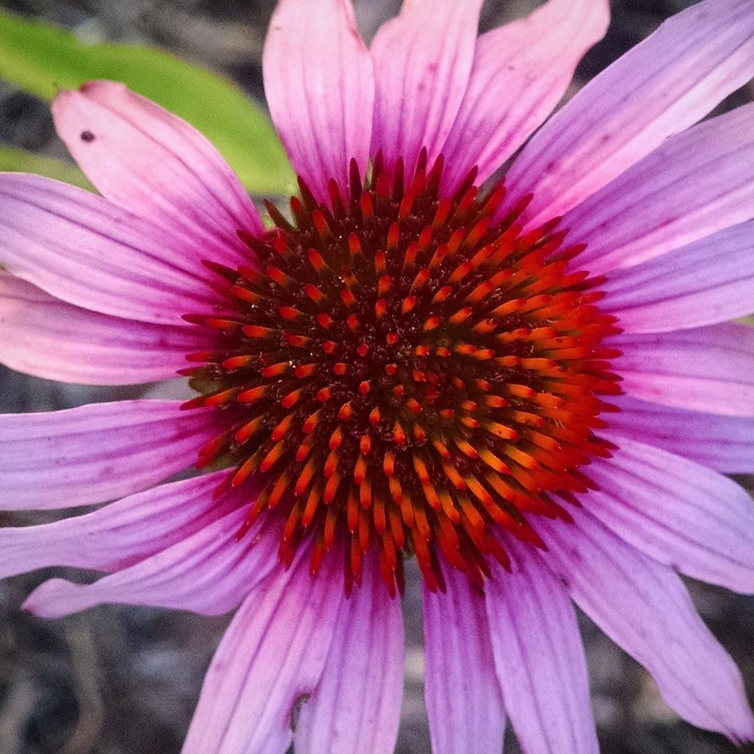 1507-NA-Ginter-Echinacea