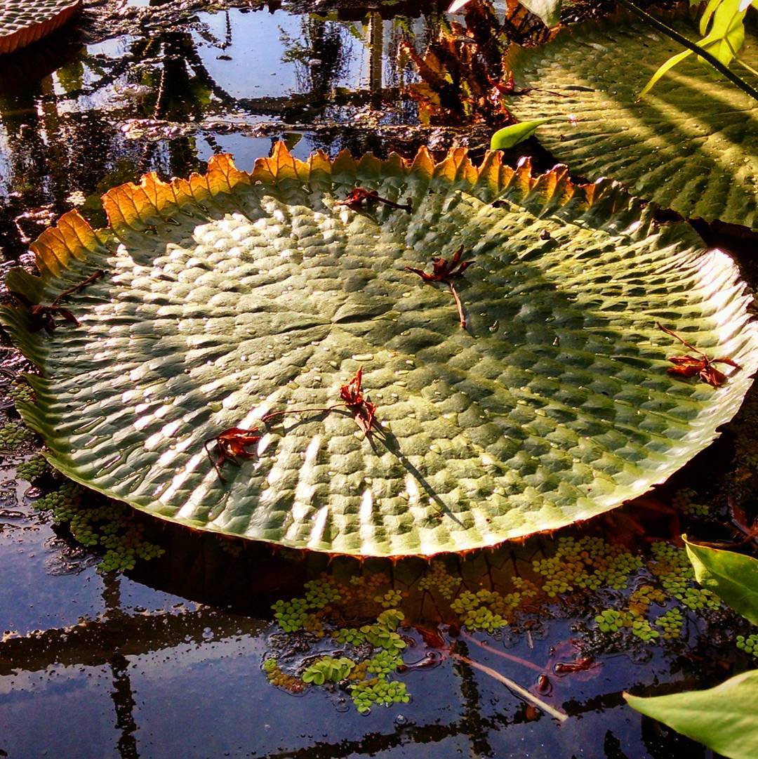 1510-NA-Brooklyn_Botanical-Victorian_Water_Lilly