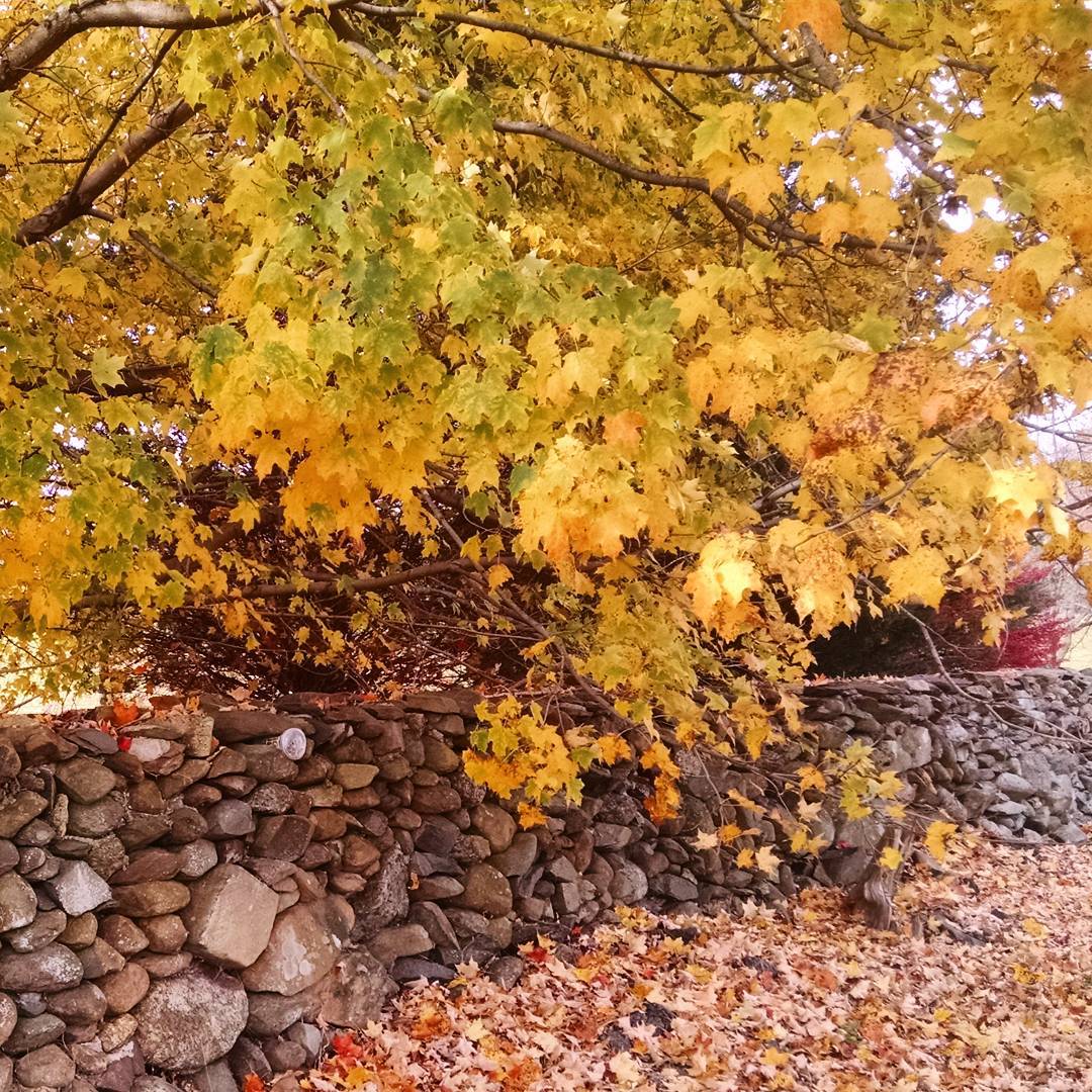 1510-PL-Virginia-Fall_Foilage