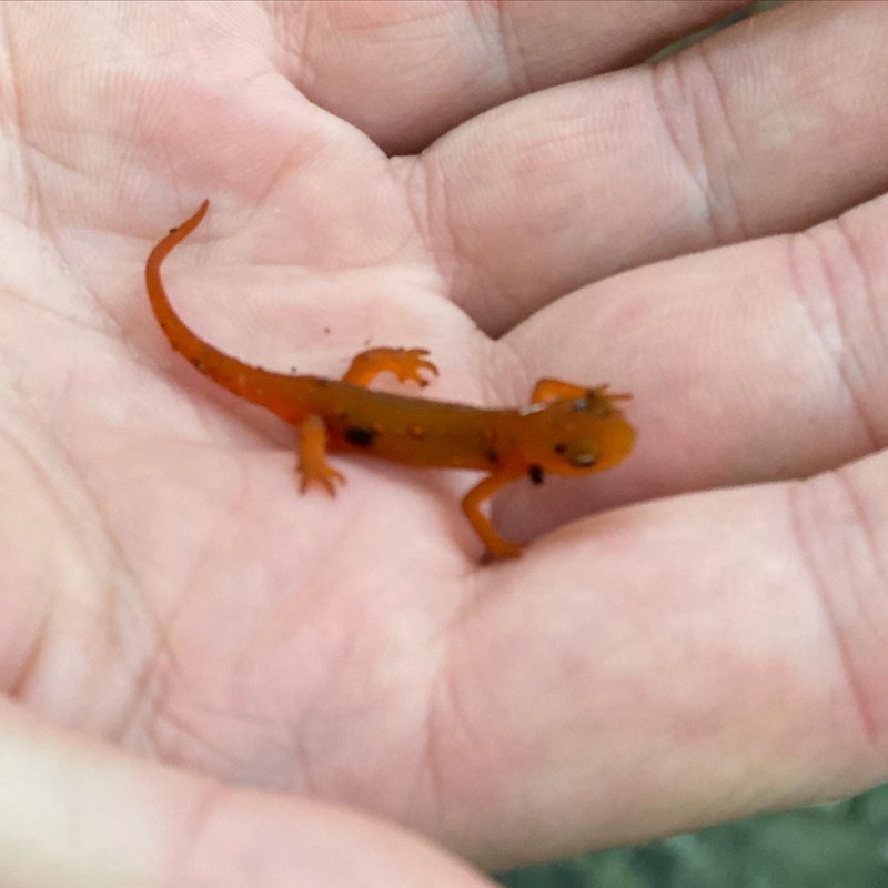 Salamander