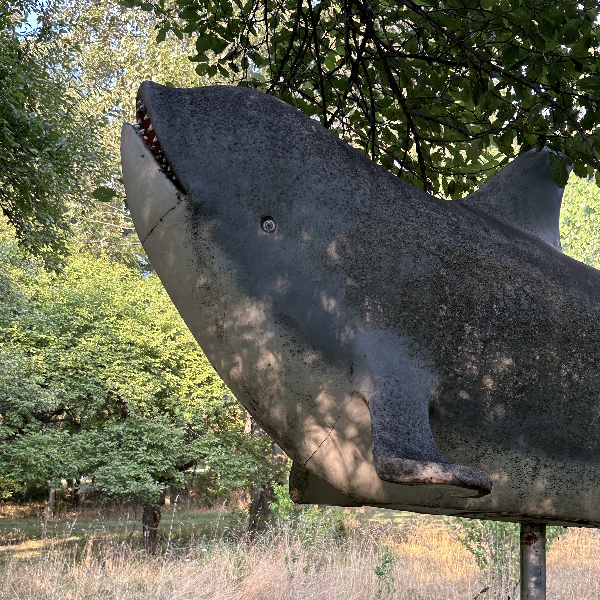 2308-SA-Farnham-Colossi-Whale